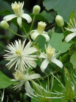 Clematis Vitalba, Gemeine Waldrebe