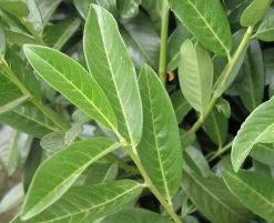 Prunus Laurocerasus Genolia® 'Mariblon', Säulenförmiger Kirschlorbeer -Gartengrün -Pflanze genolia mariblon blatt 1280x1280