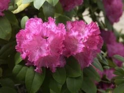 Rhododendron 'Germania' -Gartengrün -Pflanze germania rhododendron 1280x1280