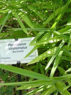 Pleioblastus Viridistriatus (Pleioblastus Auricoma), Gestreifter Zwergbambus -Gartengrün -Pflanze gestreifter zwergbambus 1280x1280