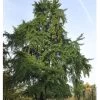 Ginkgo Biloba, Fächerblattbaum - Hochstamm