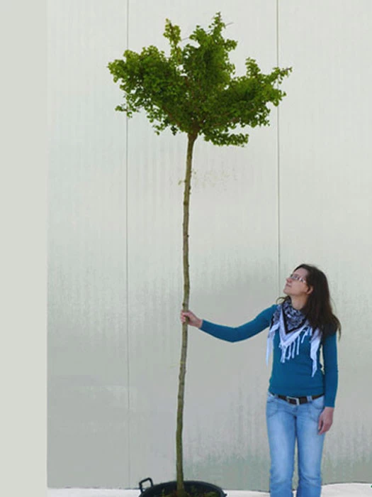 Ginkgo Biloba Mariken, Kugel-Ginkgo - Hochstamm 4 Ginkgo Biloba Mariken, Kugel-Ginkgo - Hochstamm – Bild 4