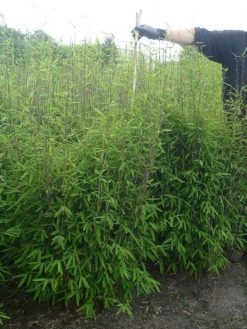 Fargesia Nitida - Neue Saat - Glänzender Schirm-Bambus -Gartengrün -Pflanze glaenzender schirm bambus 1280x1280