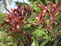 Photinia Fraseri 'Red Robin', Immergrüne Rote Glanzmispel 8 Photinia Fraseri 'Red Robin', Immergrüne Rote Glanzmispel -Gartengrün -Pflanze glanzmispel red robin austr 1280x1280