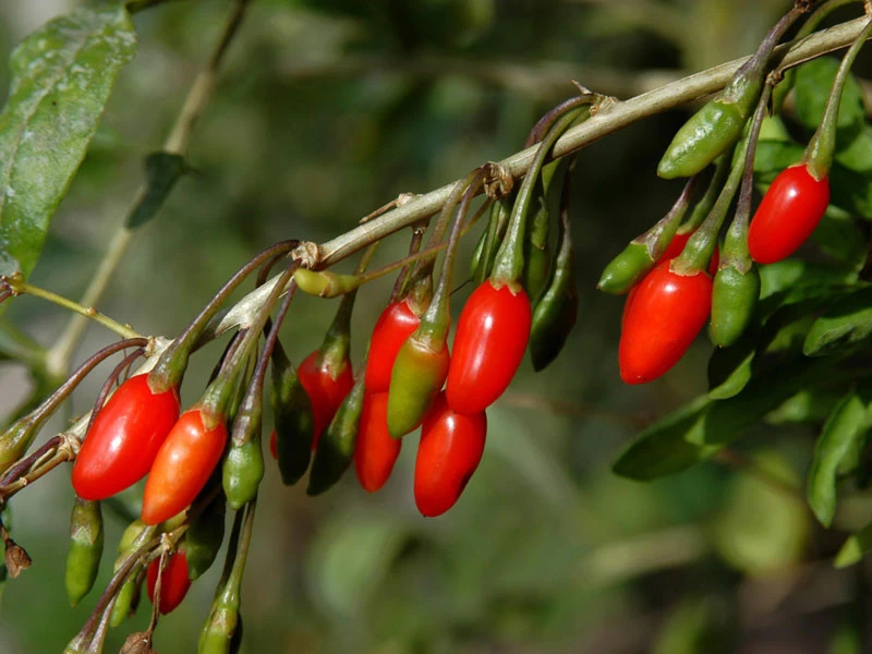 Goji-Beere 'Sweet Lifeberry' (Lycium Barbarum) 1 Goji-Beere 'Sweet Lifeberry' (Lycium Barbarum)