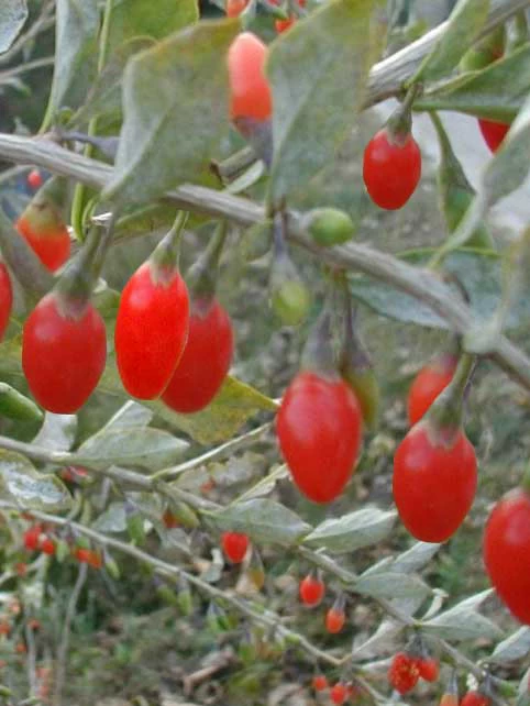 Goji-Beere, Wolfsbeere, (Lycium Barbarum) 1 Goji-Beere, Wolfsbeere, (Lycium Barbarum)