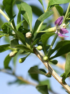 Goji-Beere, Wolfsbeere, (Lycium Barbarum) 3 Goji-Beere, Wolfsbeere, (Lycium Barbarum) – Bild 3