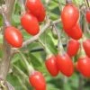 Goji-Beere 'Natascha' (Lycium Barbarum Natascha)