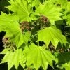 Acer Shirasawanum 'Aureum', Japanischer Goldahorn
