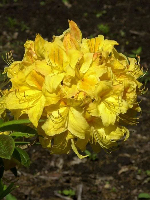 Rhododendron Luteum 'Golden Sunset', Sommergrüne Japanische Gartenazalee 2 Rhododendron Luteum 'Golden Sunset', Sommergrüne Japanische Gartenazalee – Bild 2