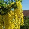 Laburnum Watereri 'Vossii', Goldregen - Hochstamm