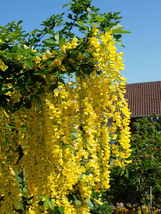 Laburnum Watereri 'Vossii', Edel-Goldregen 1 Laburnum Watereri 'Vossii', Edel-Goldregen