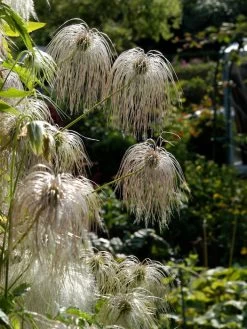 Clematis Tangutica, Goldwaldrebe 3 Clematis Tangutica, Goldwaldrebe -Gartengrün -Pflanze goldwaldrebe 1280x1280