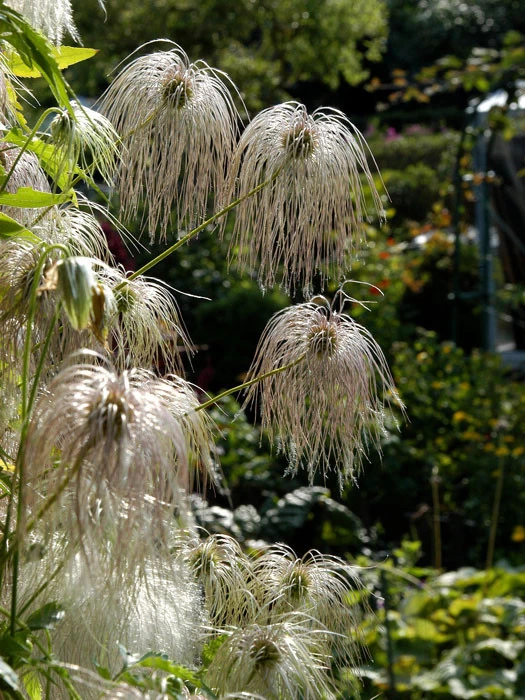 Clematis Tangutica, Goldwaldrebe 2 Clematis Tangutica, Goldwaldrebe – Bild 2