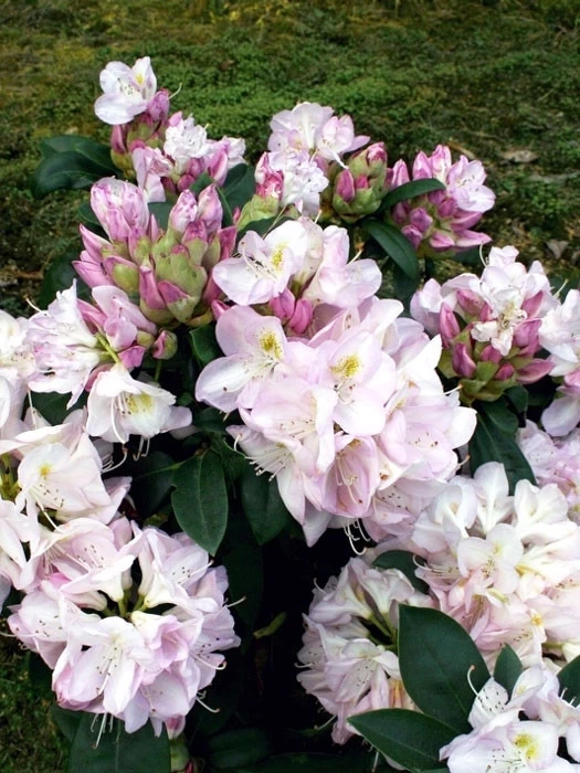 Rhododendron 'Gomer Waterer' INKARHO® 2 Rhododendron 'Gomer Waterer' INKARHO® – Bild 2