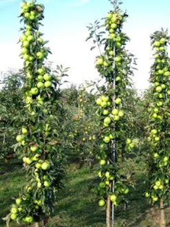 Säulenapfel 'Greencats' ® 5 Säulenapfel 'Greencats' ® -Gartengrün -Pflanze greencats 78624 2 1280x1280