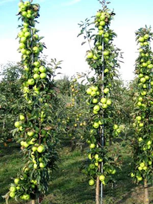 Säulenapfel 'Greencats' ® 3 Säulenapfel 'Greencats' ® – Bild 3