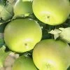 Säulenapfel 'Greencats' ®