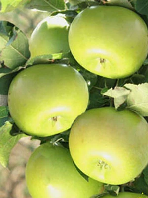 Säulenapfel 'Greencats' ® 1 Säulenapfel 'Greencats' ®