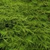 Acer Palmatum 'Dissectum', Grünblättriger Schlitzahorn