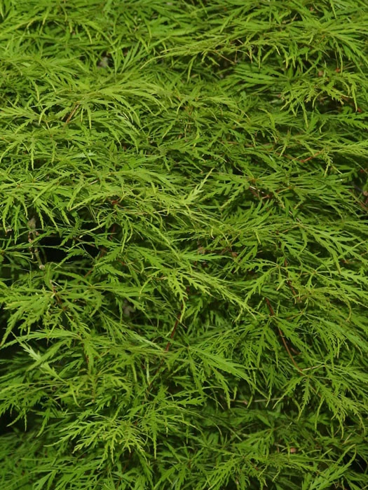 Acer Palmatum 'Dissectum', Grünblättriger Schlitzahorn 1 Acer Palmatum 'Dissectum', Grünblättriger Schlitzahorn