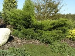 Juniperus Media (pfitzeriana) 'Mint Julep', Grüner Strauchwacholder 5 Juniperus Media (pfitzeriana) 'Mint Julep', Grüner Strauchwacholder -Gartengrün -Pflanze gruener strauchwacholder 1280x1280