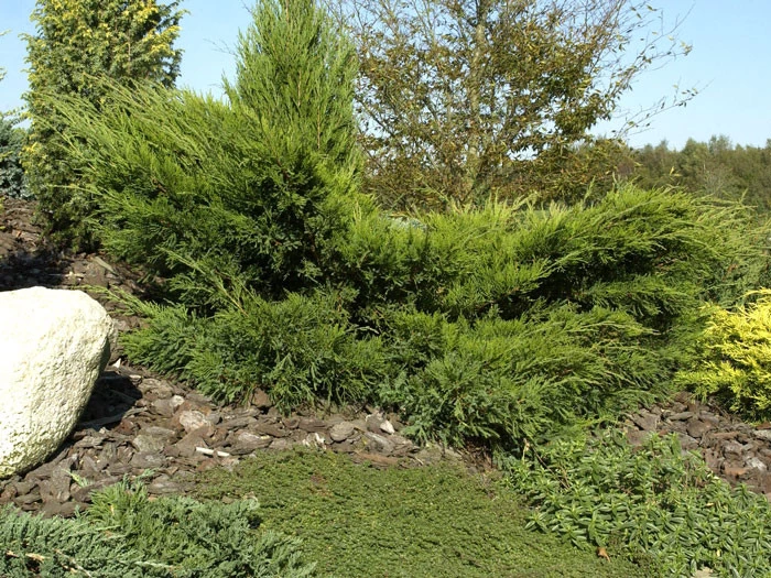 Juniperus Media (pfitzeriana) 'Mint Julep', Grüner Strauchwacholder 3 Juniperus Media (pfitzeriana) 'Mint Julep', Grüner Strauchwacholder – Bild 3