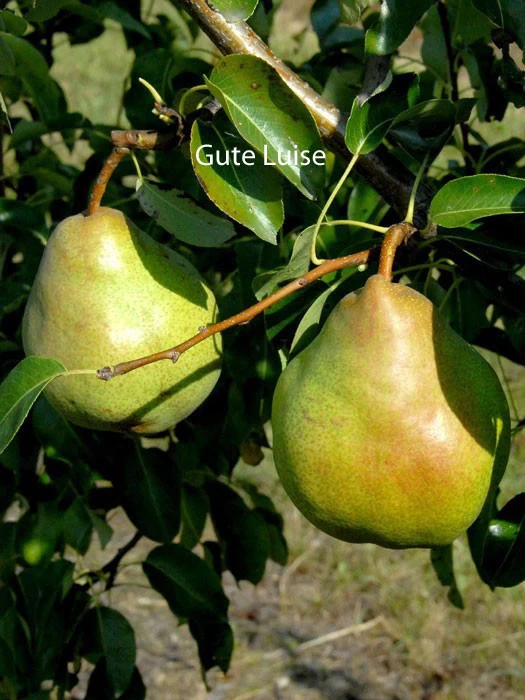 Familien-Birnbaum - Williams+Conference+Gute Luise+Nojabrskaja 4 Familien-Birnbaum - Williams+Conference+Gute Luise+Nojabrskaja – Bild 4