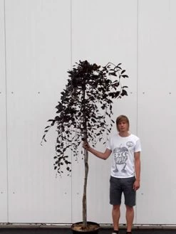 Fagus Sylvatica 'Purpurea Pendula', Schwarzrote Hängeblutbuche - Hochstamm 5 Fagus Sylvatica 'Purpurea Pendula', Schwarzrote Hängeblutbuche - Hochstamm -Gartengrün -Pflanze haengeblutbuche hochstamm 1280x1280