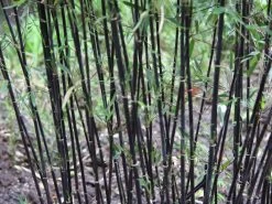 Fargesia Jiuzhaigou 'Deep Purple', Jade Bambus, Rothalmiger Schirm-Bambus 11 Fargesia Jiuzhaigou 'Deep Purple', Jade Bambus, Rothalmiger Schirm-Bambus -Gartengrün -Pflanze halme schatten deep purple 1280x1280