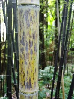 Phyllostachys Nigra 'Boryana', Tigerstreifenbambus - XXL- Produkt 8 Phyllostachys Nigra 'Boryana', Tigerstreifenbambus - XXL- Produkt -Gartengrün -Pflanze halmfarbe boryana 1280x1280