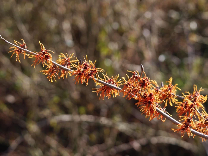 Hamamelis Intermedia 'Aphrodite', Zaubernuss 2 Hamamelis Intermedia 'Aphrodite', Zaubernuss – Bild 2