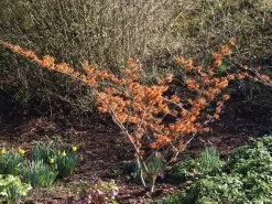 Hamamelis Intermedia 'Aphrodite', Zaubernuss 6 Hamamelis Intermedia 'Aphrodite', Zaubernuss -Gartengrün -Pflanze hamamelis aphrodite 1280x1280