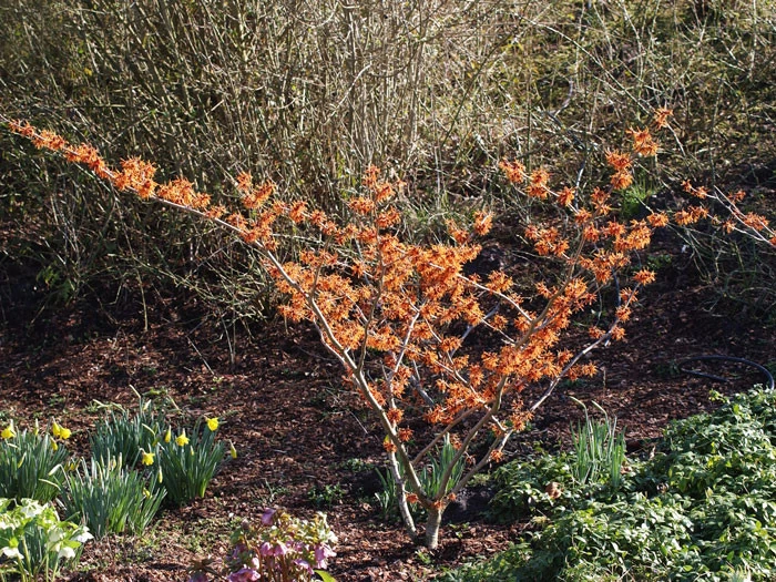Hamamelis Intermedia 'Aphrodite', Zaubernuss 3 Hamamelis Intermedia 'Aphrodite', Zaubernuss – Bild 3
