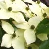 Cornus Kousa 'Milky Way', Japanischer Blumenhartriegel