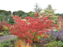 Cornus Kousa 'Satomi', Japanischer Blumenhartriegel -Gartengrün -Pflanze hartriegel satomi herbst 1280x1280