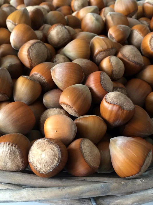 Corylus 'Cosford', Haselnuss 1 Corylus 'Cosford', Haselnuss