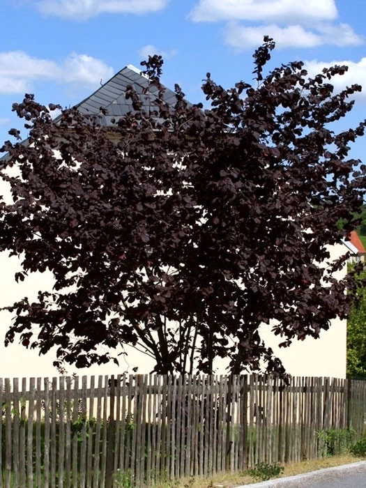 Corylus Maxima 'Purpurea', Purpurhasel 2 Corylus Maxima 'Purpurea', Purpurhasel – Bild 2