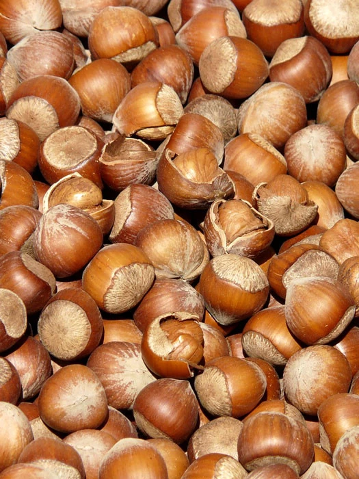 Corylus 'Webbs Preisnuss', Haselnuss 1 Corylus 'Webbs Preisnuss', Haselnuss