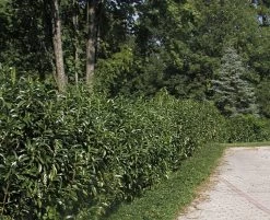 Prunus Laurocerasus Genolia® 'Mariblon', Säulenförmiger Kirschlorbeer -Gartengrün -Pflanze hecke genolia mariblon 1280x1280