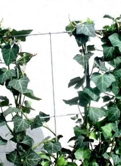 Hedera Helix 'Woerneri' - Immergrüner Efeu - XXL-Produkt -Gartengrün -Pflanze hecke alm j3 78685 2 1280x1280