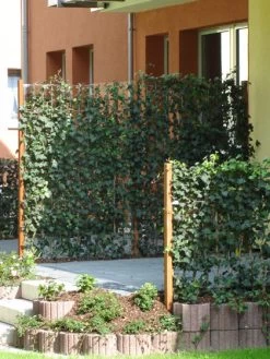 Hedera Helix 'Woerneri' - Immergrüner Efeu - XXL-Produkt -Gartengrün -Pflanze hedera element 1m j2 78685 3 1280x1280