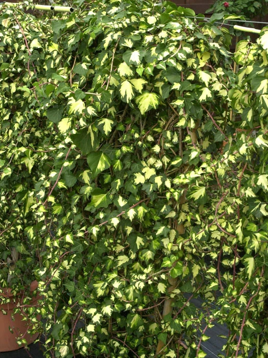 Hedera Helix 'Goldheart', Gelbbunter Efeu 'Goldheart', Goldefeu 2 Hedera Helix 'Goldheart', Gelbbunter Efeu 'Goldheart', Goldefeu – Bild 2