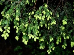 Tsuga Canadensis, Kanadische Hemlockstanne 6 Tsuga Canadensis, Kanadische Hemlockstanne -Gartengrün -Pflanze hemlocktanne nadeln55599f5729b5d 1280x1280