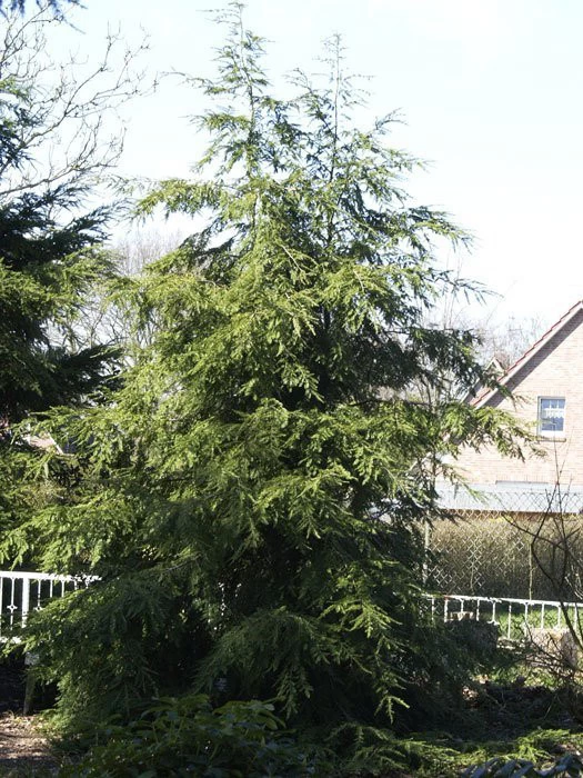 Tsuga Canadensis, Kanadische Hemlockstanne 1 Tsuga Canadensis, Kanadische Hemlockstanne