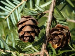 Tsuga Canadensis, Kanadische Hemlockstanne 7 Tsuga Canadensis, Kanadische Hemlockstanne -Gartengrün -Pflanze hemlocktanne zapfen55599f5753938 1280x1280