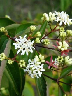Heptacodium Miconioides, Strauch Der Sieben Söhne Des Himmels