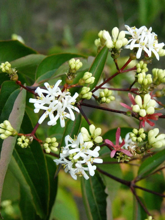 Heptacodium Miconioides, Strauch Der Sieben Söhne Des Himmels 1 Heptacodium Miconioides, Strauch Der Sieben Söhne Des Himmels