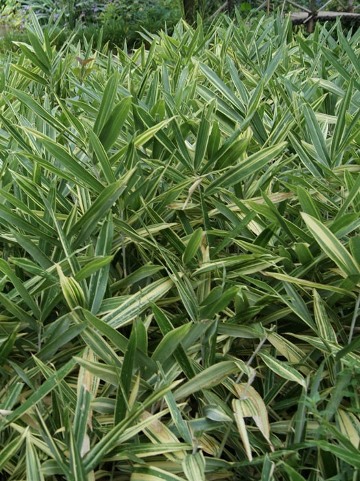 Hibanobambusa Tranquillans 'Shiroshima', Buschiger Streifenbambus 1 Hibanobambusa Tranquillans 'Shiroshima', Buschiger Streifenbambus