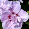 Hibiscus Syriacus 'Ardens', Hibiskus, Garteneibisch